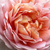 Pink - Bed and borders rose - floribunda - Delpabra